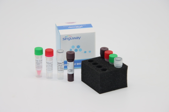 Treponema pallidum TP-Virus Leuchtstoff Funktelegrafie PCR Kit Fast HCV Realzeit-PCR-Ausrüstung