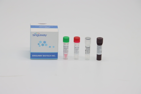 STB-Virus Funktelegrafie PCR-Test-Kit Fluorescence Probing Rapid Nucleic-saure Prüfungs-Ausrüstung