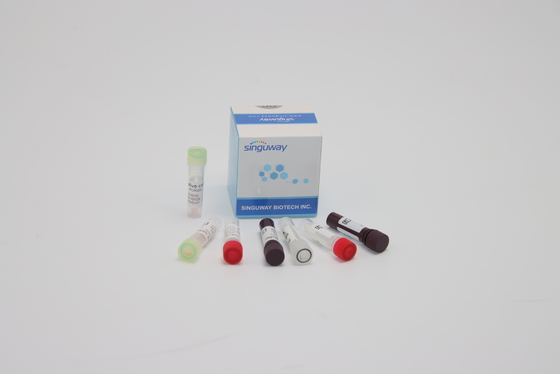 ORF1ab HPV PCR-Entdeckung Kit Nucleic Acid Genetic Testing für klinische Diagnose